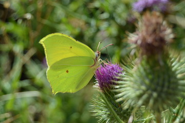 Portrait Of Green Butterfly On A Purple Flower In The Mountains Of Galicia. Fence Of Valleys. Pine Forests. Meadows And Forests Of Eucalyptus In Rebedul. August 3, 2013. Galicia, Spain.