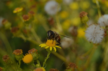 Portrait Of A Bee On Margarita In The Mountains Galicia Fills Valleys Pine Forests Meadows And Forests Of Eucalyptus In Rebedul. August 3, 2013. Rebedul, Lugo, Galicia, Spain. Rural Tourism, Nature.