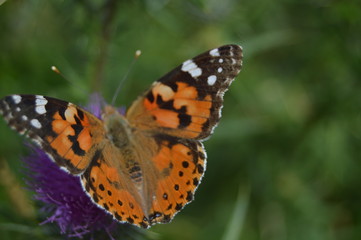 Fototapeta na wymiar Portrait Of Orange And Black Butterfly On A Purple Flower In The Mountains Of Galicia. Fence Of Valleys. Pine Forests. Meadows And Forests Of Eucalyptus In Rebedul. August 3, 2013, Nature.