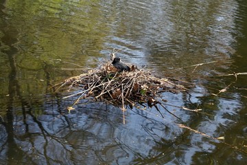 Blässhuhn im Nest