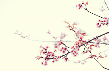 Obraz na płótnie Canvas Soft focus Cherry Blossom or Sakura flower on nature background