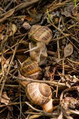Helix pomatia, Roman - Burgundy snail, escargot, is a species of large, edible, air-breathing land snail, a gastropod terrestrial mollusc in the family Helicidae. Amorous courtship hermaphrodites.