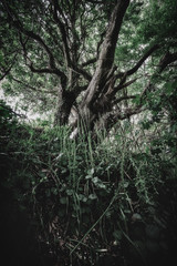 undergrowth in the woods cornwall uk 