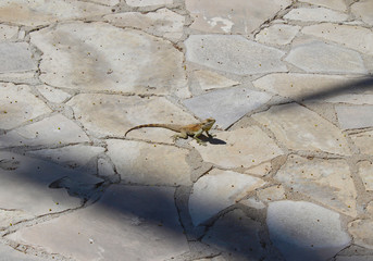 Lizard on the street in the Palm Trees Promenade, Finikoudes beach, Larnaca, Cyprus, sunny day