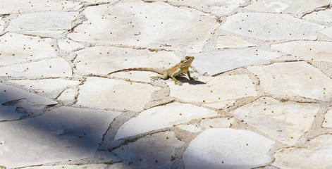 Lizard on the street in the Palm Trees Promenade, Finikoudes beach, Larnaca, Cyprus, sunny day