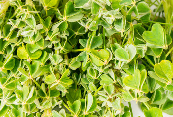 Organic edible herb oca leaves Oxalis tuberosa, full frame