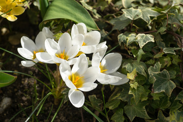spring has come, anemones and crocuses in full bloom