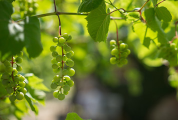 Green Organic Grapes hanging from the vine with the old tree trunks
