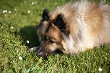 A dog that is resting on grass. Un chien qui se repose sur de l'herbe.