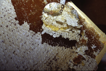 Uncapping a honeycomb