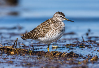 Sandpiper