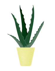 House plant aloe vers in flower pot isolation