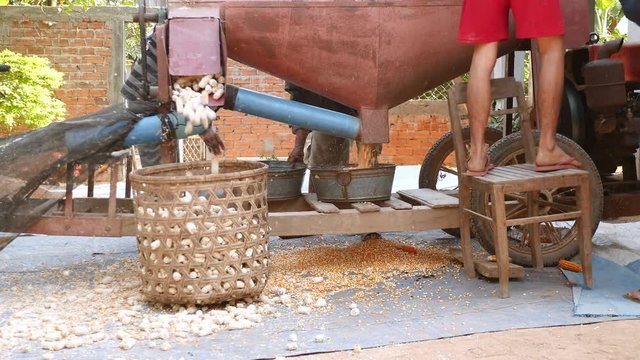 close up on farmers using a corn sheller machine to remove corn kernels from cobs