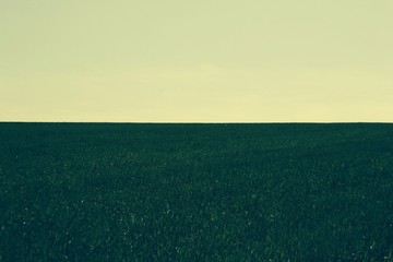 A beautiful large and green field extends to the horizon