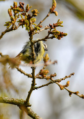Blue Tit