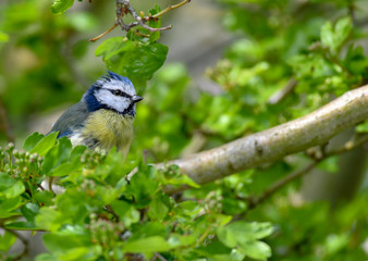 Blue Tit