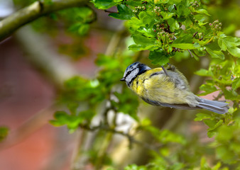 Blue Tit