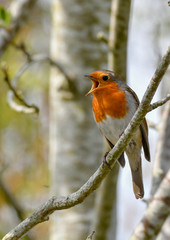 robin calling