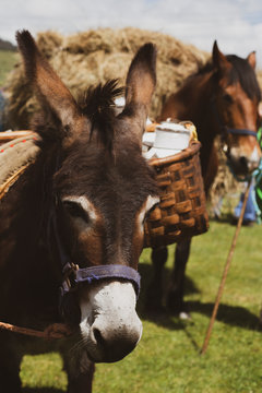 Donkey Carrying A Load Of Milk