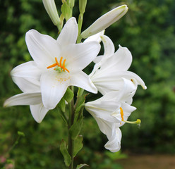 White lily flower beautiful fragrance, lilium candidum