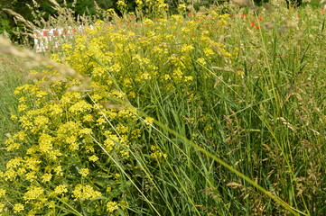 Anfang Sommer. Mohnblumen auf den Kornfeldern