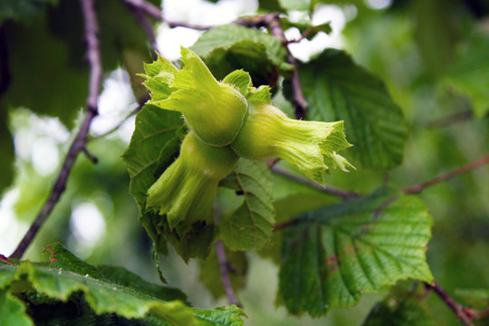 Hazel nuts growing on the branch, Black sea region