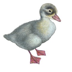 Little duckling illustration digital painting on isolated white background