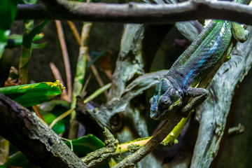 Chamelion in Grün und blau