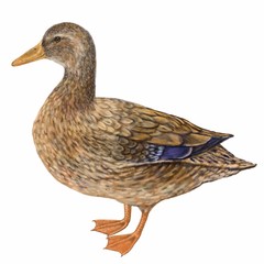 Drake ,digital painting illustration on isolated white background