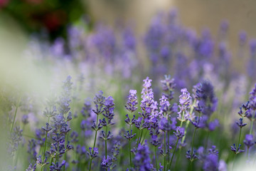 Blooming lavender in a field
