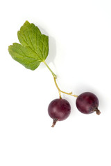 black currant isolated