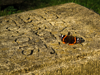 Schmetterling auf Grabstein