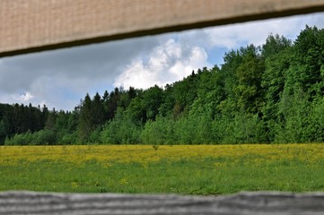 Landscape of a green and yellow meadow in an wooden fence frame , with trees in background and cloudy sky. 