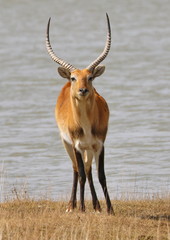 Lechwe Bulle