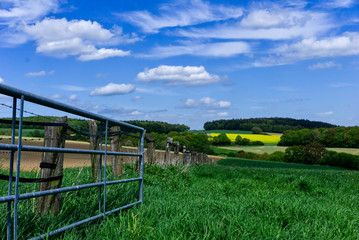 Fototapeta premium Meadow 2
