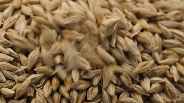 Close up of Barley grains