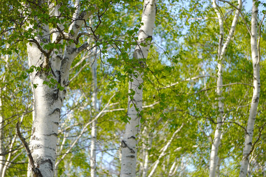 シラカバ／左の白樺をクローズアップした明るい林の写真