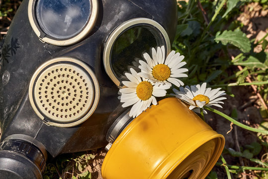 Conceptual photography in Chernobyl. Black gas mask with yellow filter next to daisies on the background of grass. Close-up