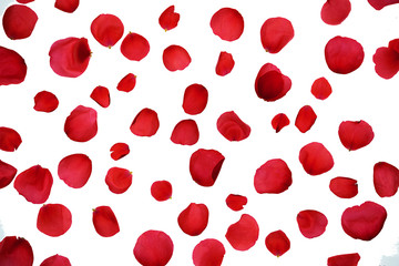 Rose petals on white background, isolated. Flat lay, top view, copy space.