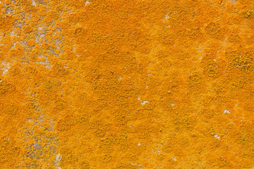 colored fungus on concrete wall closeup