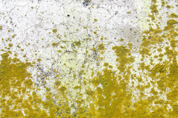 colored fungus on concrete wall closeup