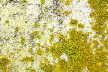 colored fungus on concrete wall closeup