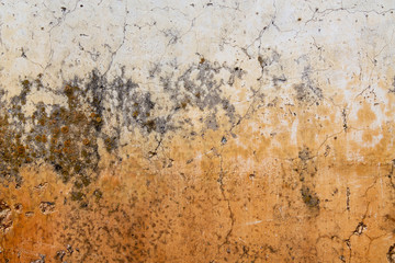 colored fungus on concrete wall closeup