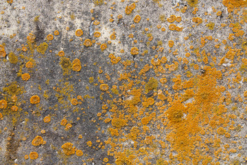 colored fungus on concrete wall closeup