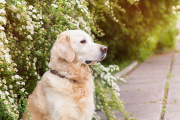 Happy lovely young golden retriever dog.