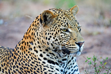 Leopard (panthera pardus), South Africa