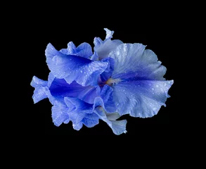  flower macro of a single isolated blue open iris blossom with rain water droplets on black background © Olaf Holland