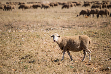 Obraz na płótnie Canvas Moutons dans la prairie