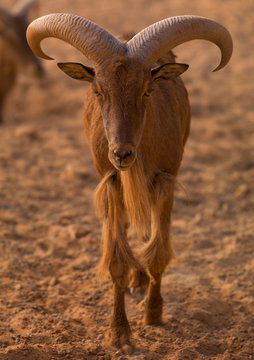 Barbary Sheep, Ghadames, Libya