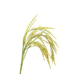 Rice an isolated on a white background